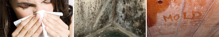 Home Mold in SC, NC and GA, including Greenville, Columbia & Asheville.
