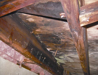 mold and rot in a Greenville crawl space