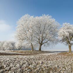 Frost covering trees and a grassy field in Franklin