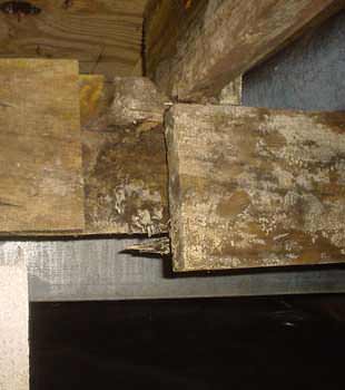Extensive basement rot found in Spartanburg by All-Dry of the Carolinas