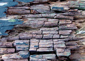 Dry rot damaging wood in Irmo