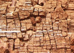 Wood severely damaged by dry rot damage in Brevard