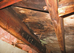Extensive crawl space rot damage growing in Belton