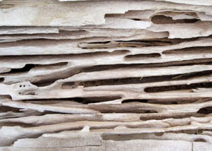 Carpenter ant tunnels and galleries in structural wood in a Belton home