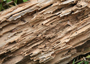 Termite-damaged wood showing rotting galleries outside of a Inman home