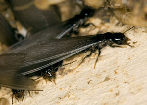 Closeup view of a termite new queen breeder in Laurens