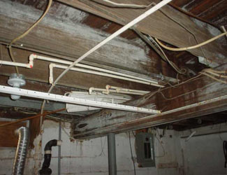 a humid basement overgrown with mold and rot in Waynesville
