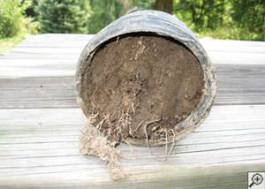 clogged french drain found in , North Carolina, South Carolina & Georgia